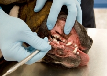 Animal Dental Care Las Vegas